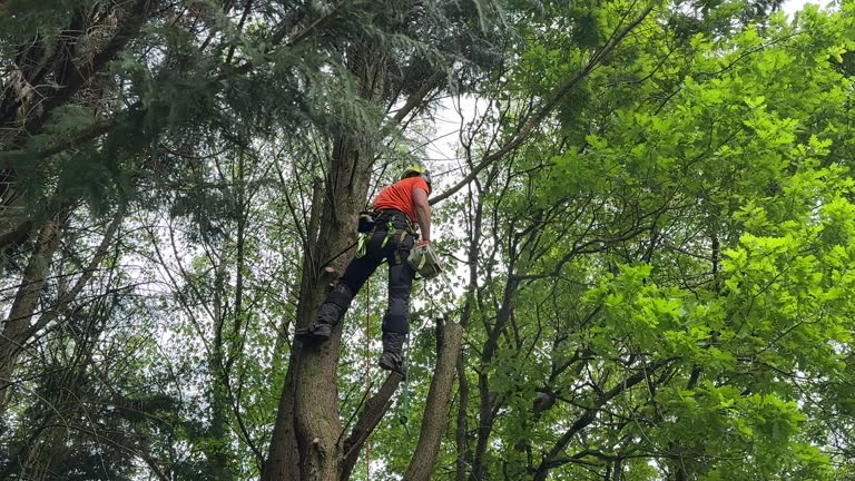  Fairfield Plantation, GA Tree Removal Pros